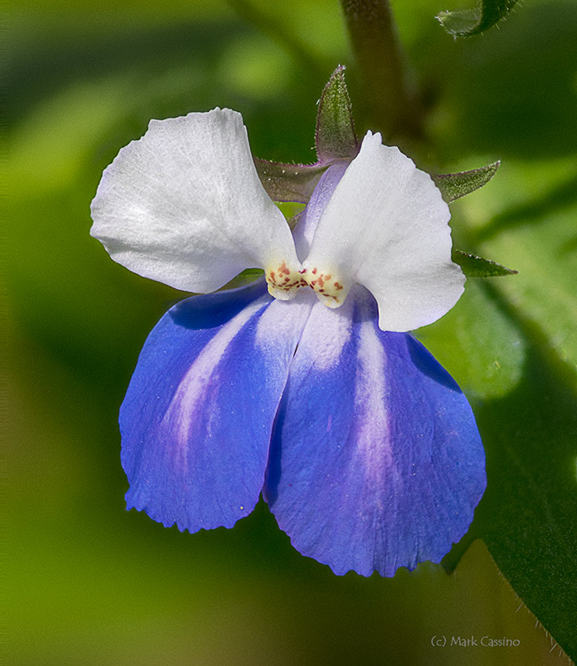 Blue Eyed Mary (Collinsia verna)